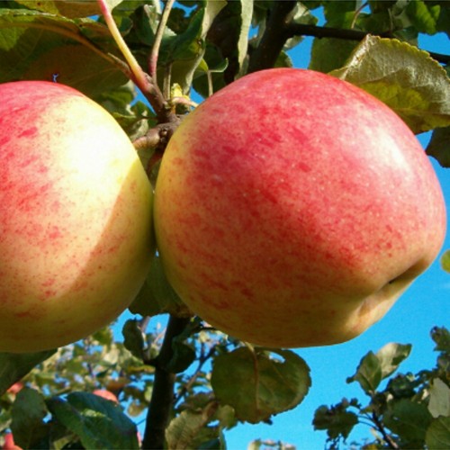 Malus domestica 'Martsipan' - Õunapuu 'Martsipan' C6/6L